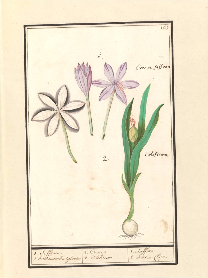 IdentificatieTitel(s): Herfsttijloos (Colchicum autumnale)1. Saffraen. 2. hermodactelen tijloosen / 1. Crocus 2. Colchicum / 1. Saffran 2. mort au Chien. (titel op object)Objecttype: tekening Objectnu