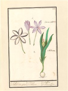 IdentificatieTitel(s): Herfsttijloos (Colchicum autumnale)1. Saffraen. 2. hermodactelen tijloosen / 1. Crocus 2. Colchicum / 1. Saffran 2. mort au Chien. (titel op object)Objecttype: tekening Objectnu