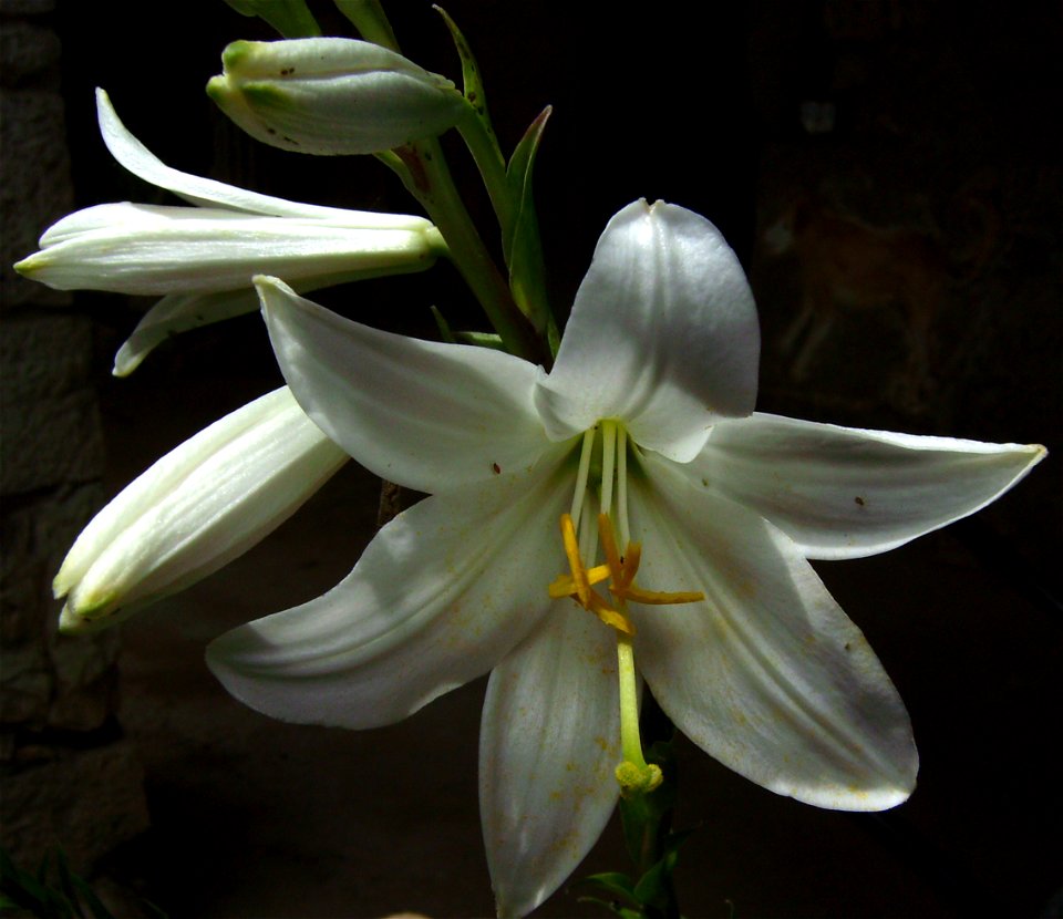 Lilium candidum, cultivated, Castelltallat,Catalonia