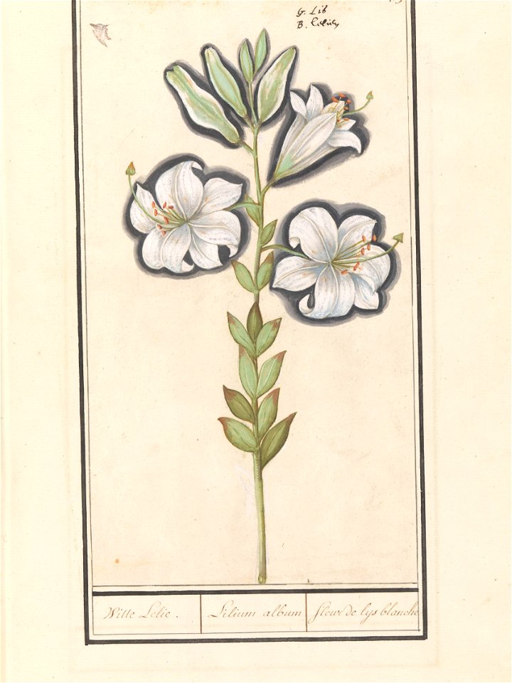 IdentificatieTitel(s): Witte lelie (Lilium candidum)Witte Lelie. / Lilium album / Fleur de lys blanche (titel op object)Objecttype: tekening Objectnummer: RP-T-BR-2017-1-9-84Omschrijving: Witte lelie.