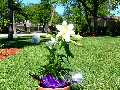 A lilly.