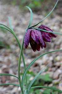 Brno,Fritillaria meleagris in collecting plants, Gymnázium Brno-Řečkovice