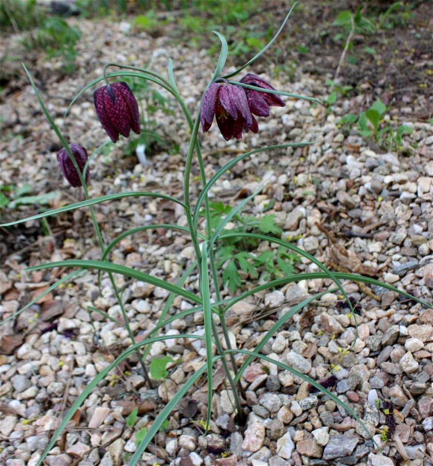 Brno,Fritillaria meleagris in collecting plants, Gymnázium Brno-Řečkovice