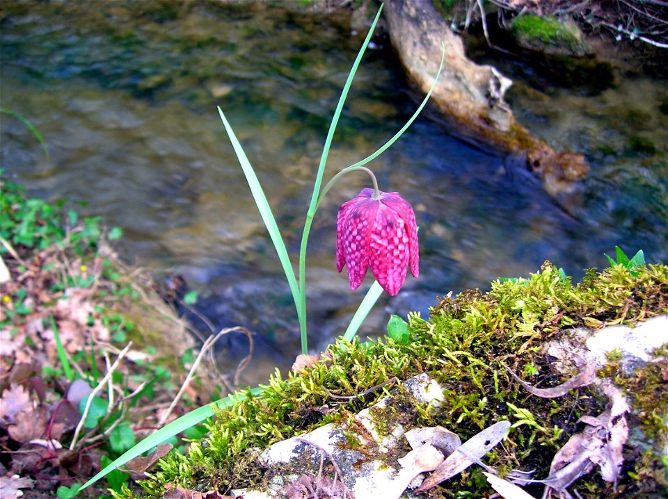Fritillaria meleagris is an endangered species rarely found in the wild in France, but I found many of them in the Lot region.