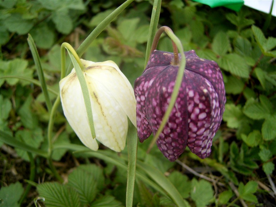 This photo shows the flowers of Fritillaria meleagris, a purple and a white specimen.