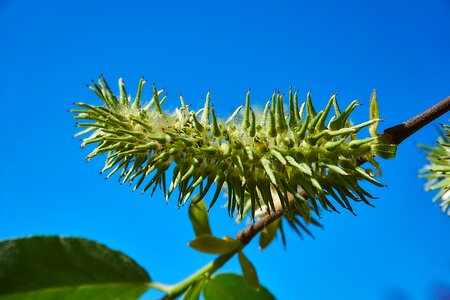 Salix cinerea palm kitten willow catkin