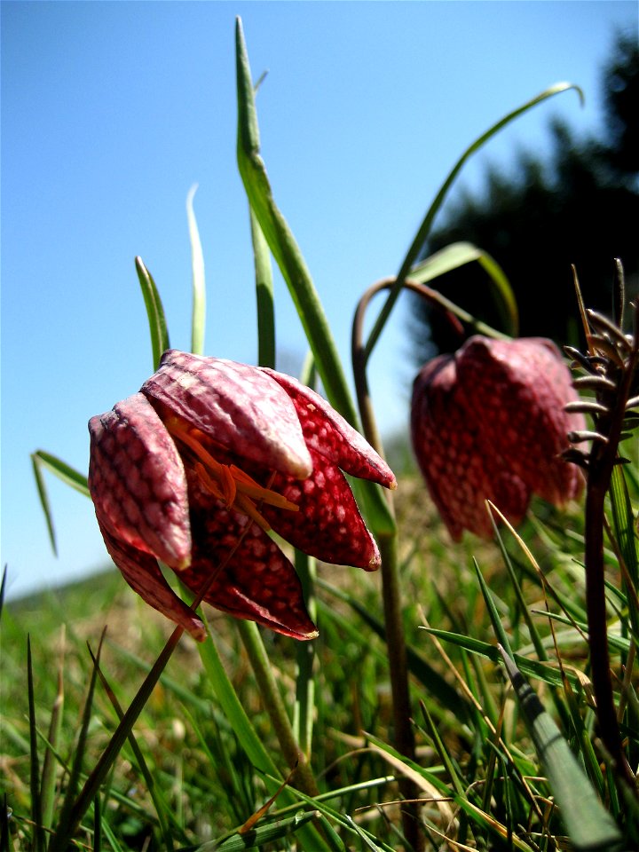 Snake's Head Fritillary (Fritillaria meleagris) in Großsteinbach, Austria, Europe