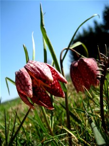 Snake's Head Fritillary (Fritillaria meleagris) in Großsteinbach, Austria, Europe