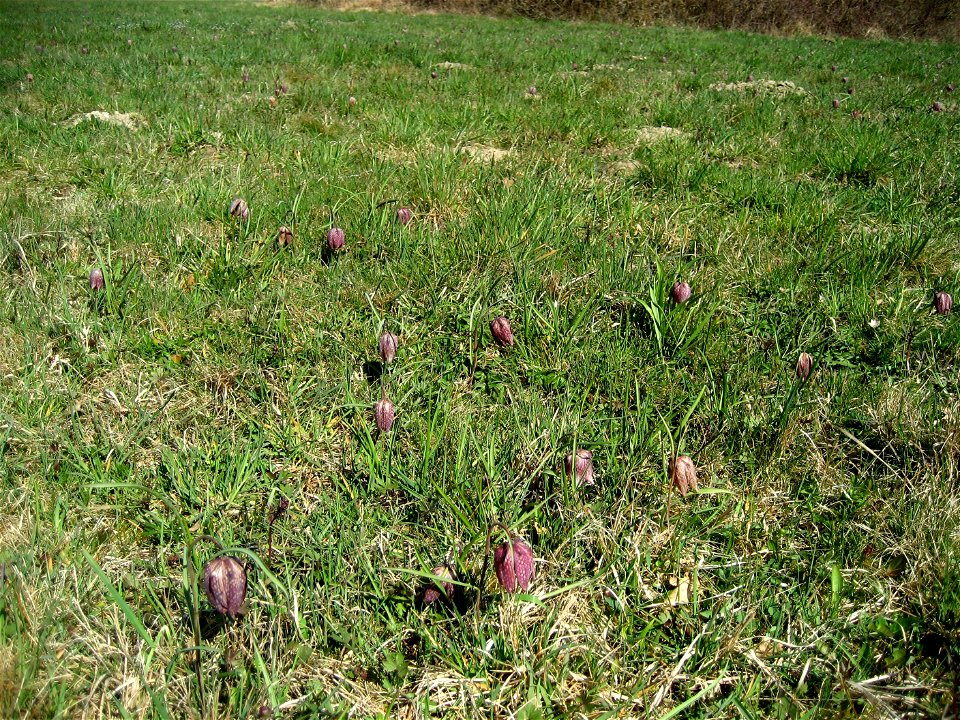 Snake's Head Fritillary (Fritillaria meleagris) in Großsteinbach, Austria, Europe
