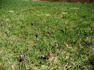 Snake's Head Fritillary (Fritillaria meleagris) in Großsteinbach, Austria, Europe
