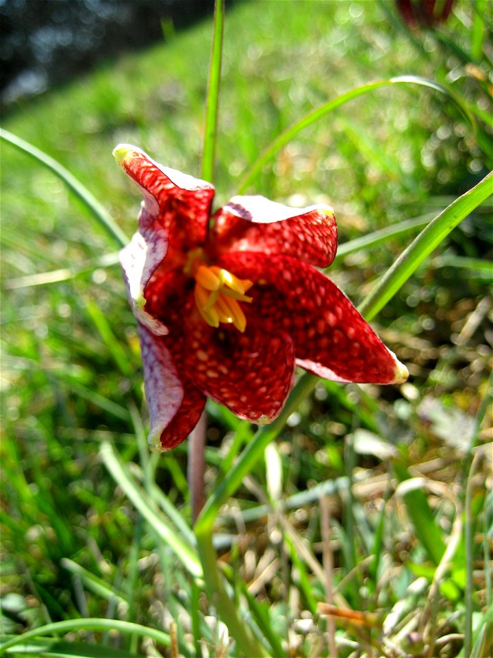 Snake's Head Fritillary (Fritillaria meleagris) in Großsteinbach, Austria, Europe
