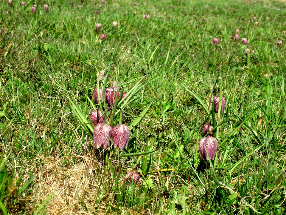 Snake's Head Fritillary (Fritillaria meleagris) in Großsteinbach, Austria, Europe