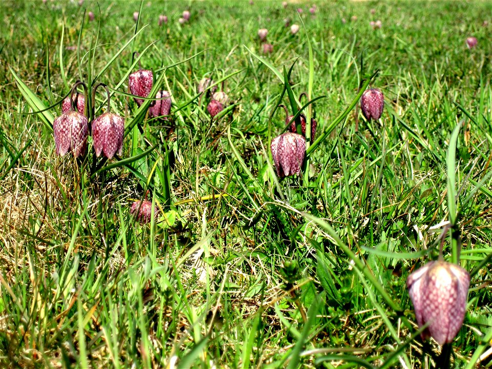 Snake's Head Fritillary (Fritillaria meleagris) in Großsteinbach, Austria, Europe