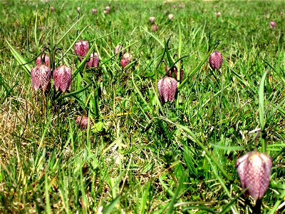 Snake's Head Fritillary (Fritillaria meleagris) in Großsteinbach, Austria, Europe photo