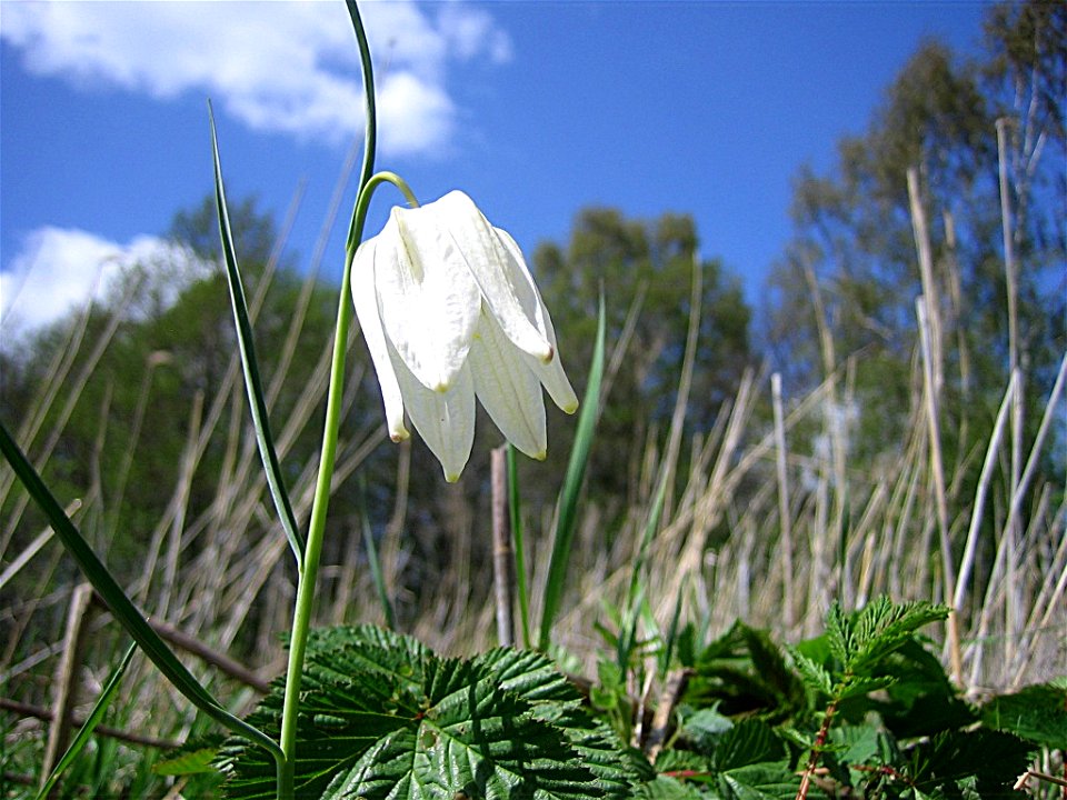 The flower Snake´s Head Fritillary, Frittillaria meleagris, photographed in Sandemar strandängar, Stockholm archipelago, Sweden