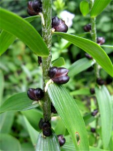 Lilium lancifolium bulbils with roots photo