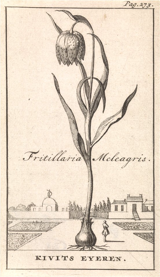 IdentificatieTitel(s): Titelpagina en acht prenten met bloemenKievitsbloemFritillaria Meleagris / Kivits Eyeren (titel op object)Objecttype: prent boekillustratie Objectnummer: RP-P-1896-A-19368-1160C
