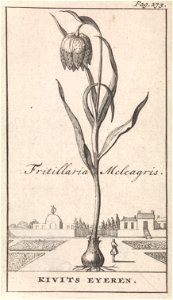 IdentificatieTitel(s): Titelpagina en acht prenten met bloemenKievitsbloemFritillaria Meleagris / Kivits Eyeren (titel op object)Objecttype: prent boekillustratie Objectnummer: RP-P-1896-A-19368-1160C