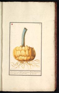 IdentificatieTitel(s): Bol van de keizerskroon (Fritillaria imperialis)Kliester bol van de Kroon imperiael. / Radix floris coronae imperialis / Ognon de Couronne impériale (titel op object)Objecttype: photo