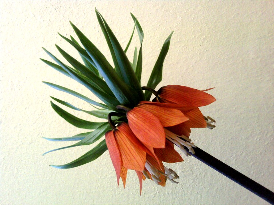 Fritillaria imperialis, Slovakia