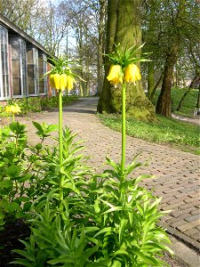 Fritillaria imperialis in De koperen tuin in Leeuwarden, the Netherlands Picture taken by Magalhães on 29th of April 2006 photo