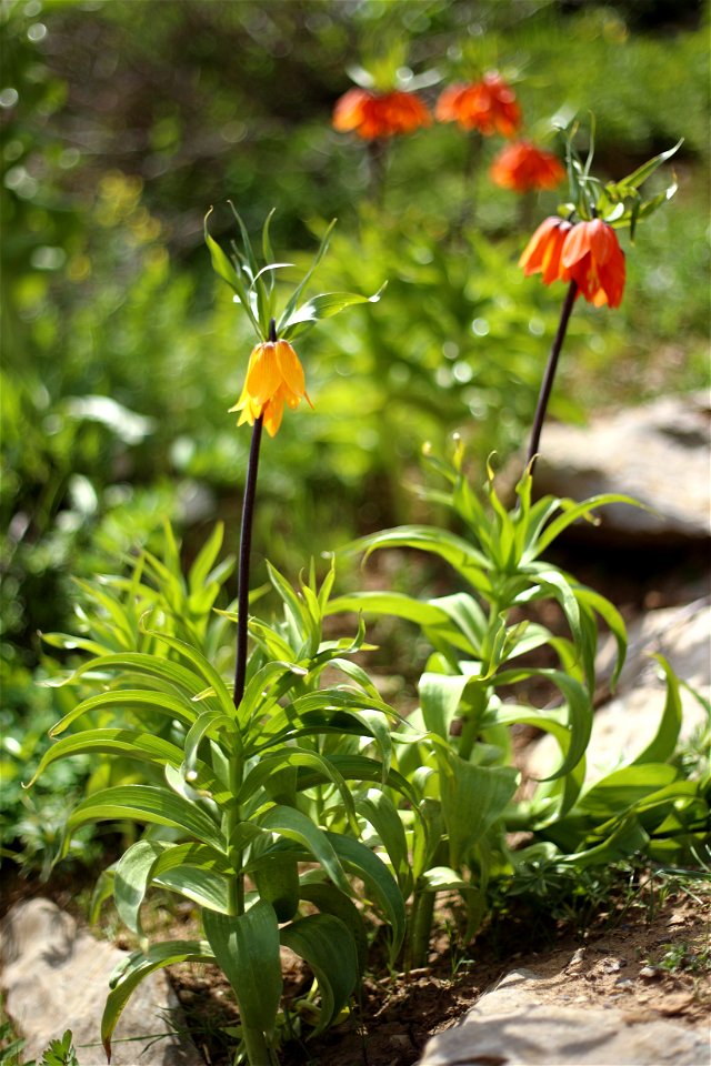 Fritillaria imperialis at kurdstan, Iran photo