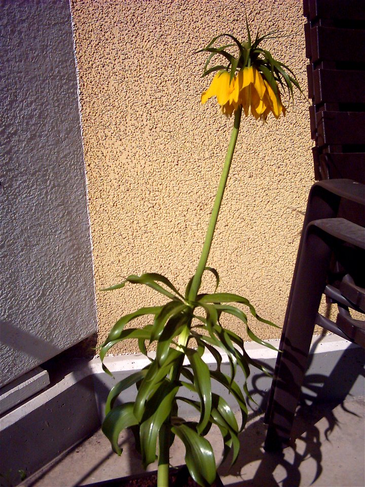 Fritillaria imperialis (Kaiserkrone) photo