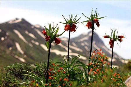 Fritillaria imperialis at kurdstan, Iran photo