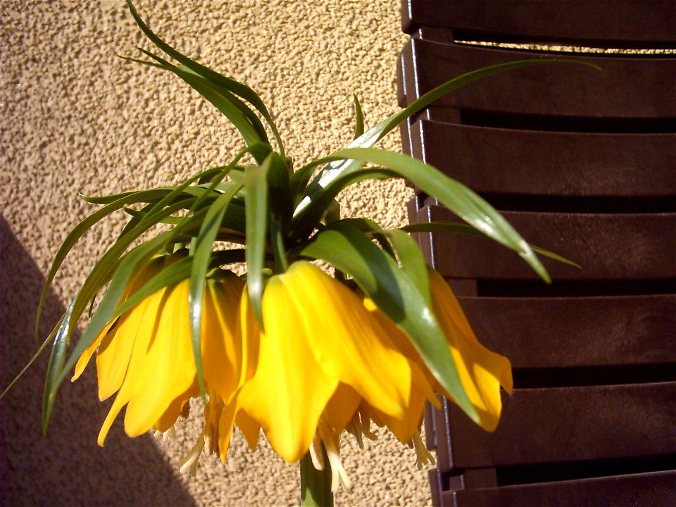 Fritillaria imperialis (Kaiserkrone) Detail photo