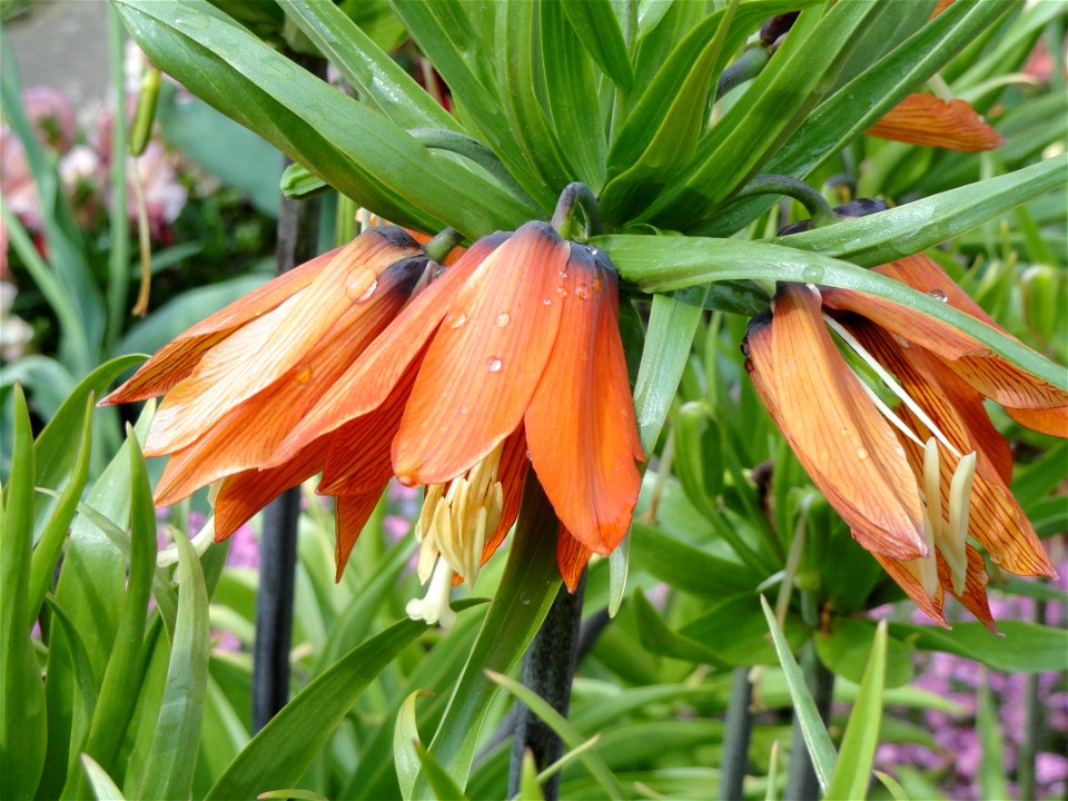 Fritillaria imperialis specimen in the Botanischer Garten München-Nymphenburg, Munich, Germany.