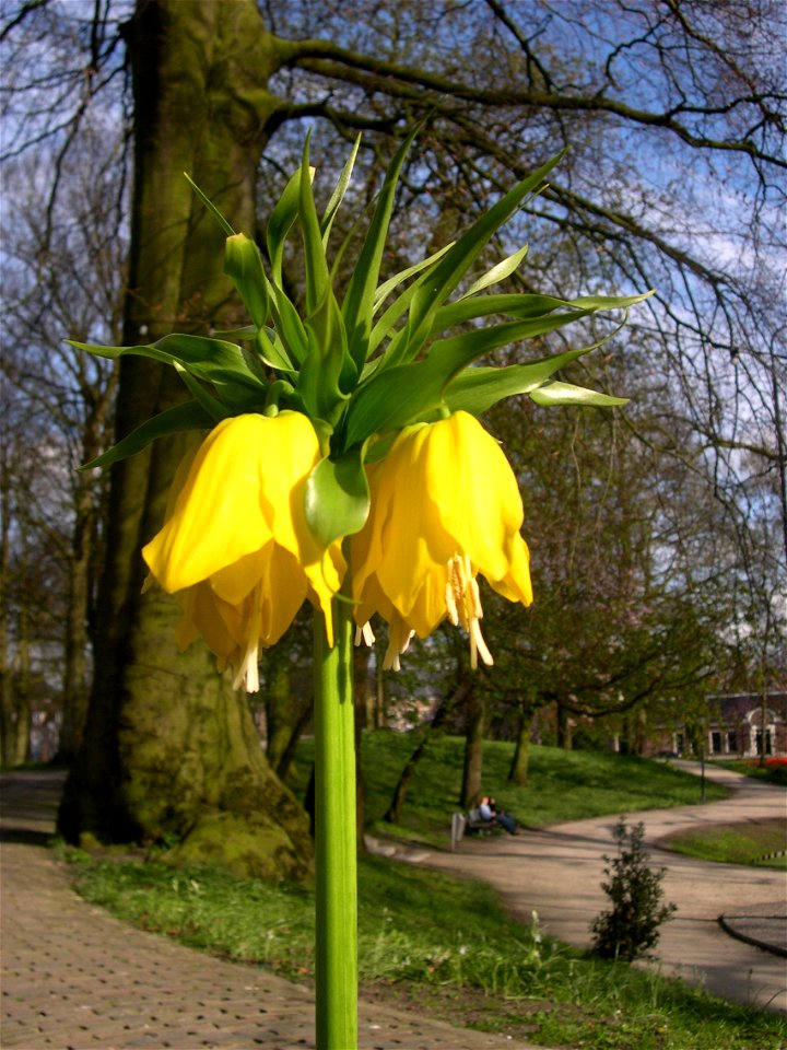 Detail of Fritillaria imperialis in De koperen tuin in Leeuwarden, the Netherlands

Picture taken by Magalhães on 29th of April 2006