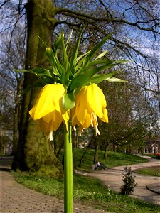 Detail of Fritillaria imperialis in De koperen tuin in Leeuwarden, the Netherlands Picture taken by Magalhães on 29th of April 2006 photo