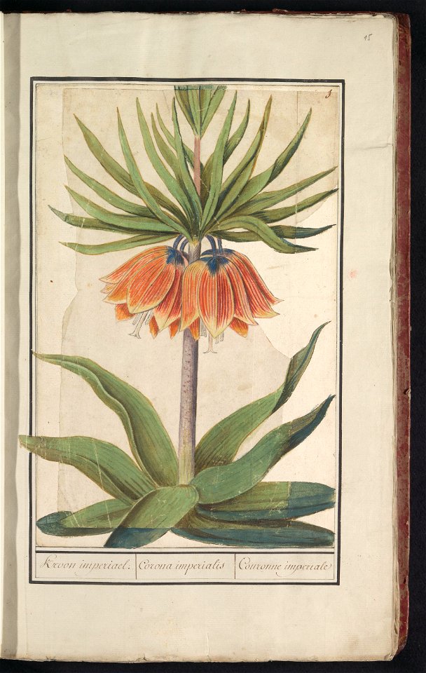 IdentificatieTitel(s): Keizerskroon (Fritillaria imperialis)Kroon imperiael. / Corona imperialis / Couronne imperiale (titel op object)Objecttype: tekening Objectnummer: RP-T-BR-2017-1-8-15Omschrijvin