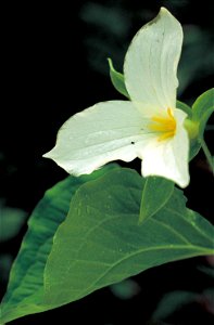 Image title: Close up of single white blossom white trillium flower trillium grandiflorum
Image from Public domain images website, http://www.public-domain-image.com/full-image/flora-plants-public-dom