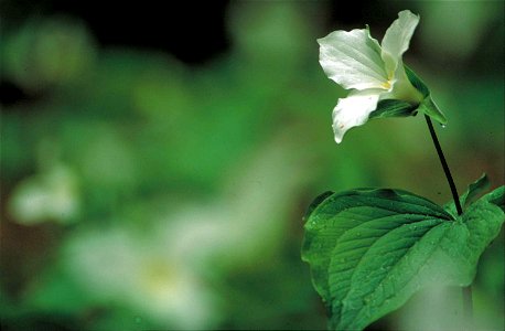 Image title: Close up of delicate white trillium flower trillium grandiflorum blooming and foliage Image from Public domain images website, http://www.public-domain-image.com/full-image/flora-plants-p photo