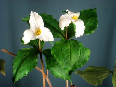 Botanical model of Trillium grandiflorum by George and Paul Marchand in the Buffalo Museum of Science, Buffalo, New York, USA.
