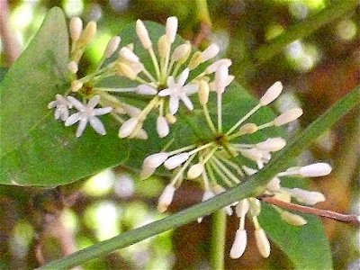 Smilax aspera inflorescence, Sierra Madrona, Spain