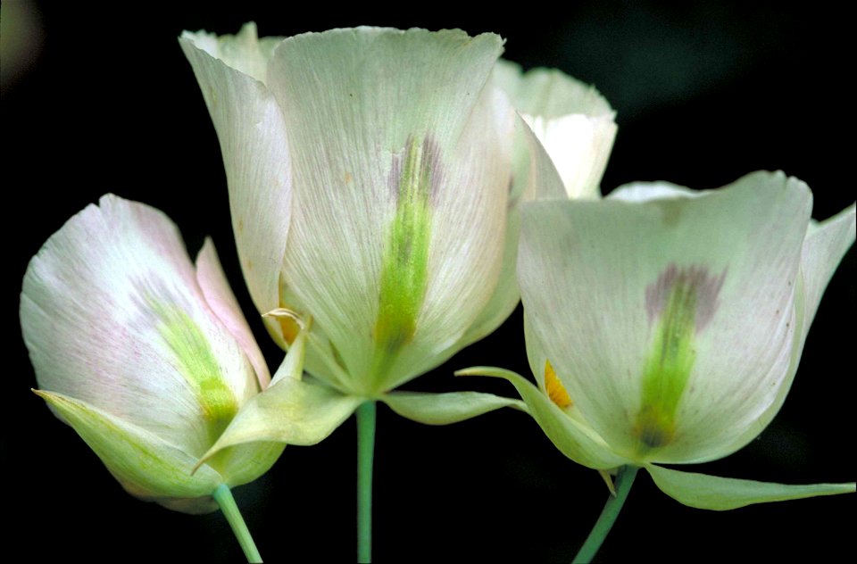 Image title: Close up of delicate sego lily pinkish white blossoms flower
Image from Public domain images website, http://www.public-domain-image.com/full-image/flora-plants-public-domain-images-pictu