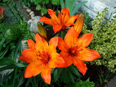 3 orange Lilium bulbiferum. photo