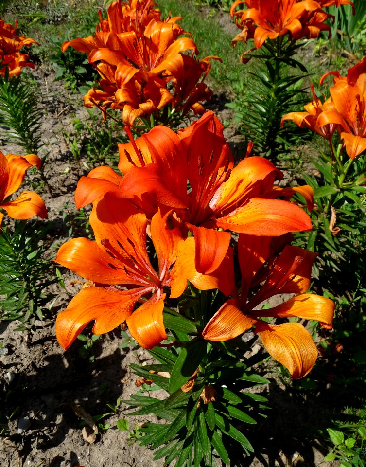 Fire lily Lilium bulbiferum, cultivar. Ukraine.
