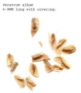 Self made scan of the seeds of Veratrum album, made 01/2008.