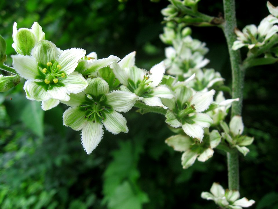 Veratrum album subsp. oxysepalum,Aizu area,Fukushima pref.,Japan