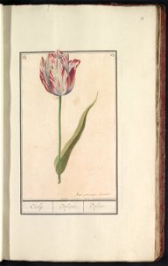 IdentificatieTitel(s): Tulp (Tulipa)Tulp. / Tulipa. / Tulipe. (titel op object)Objecttype: tekening Objectnummer: RP-T-BR-2017-1-8-37Omschrijving: Rood-witte tulp. Genummerd rechtsboven: 23. Linksbove photo