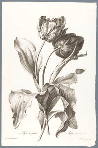 IdentificatieTitel(s): TulpTulipe des Jardins / Tulipa gesneriana L. (titel op object)Fleurs dessinées d'après nature (...) (serietitel)Objecttype: prent ornamentprent Objectnummer: RP-P-1909-4222Opsc