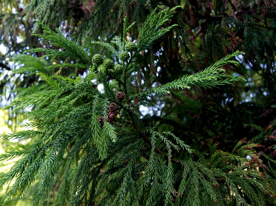 Cryptomeria japonica D.Don., Jardin du Luxembourg, Paris