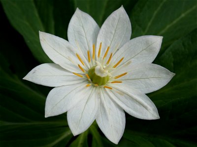 1＝Kinugasa japonica  (Paris japonica), in Mount Haku, Shirakawa, Gifu prefecture, Japan.