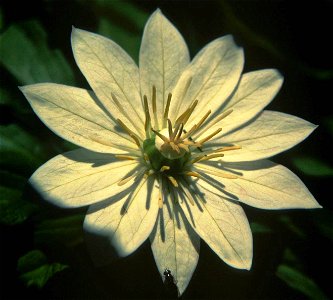 Paris japonica (Kinugasa japonica) with 11 petals Liliaceae, taken in Mount Haku