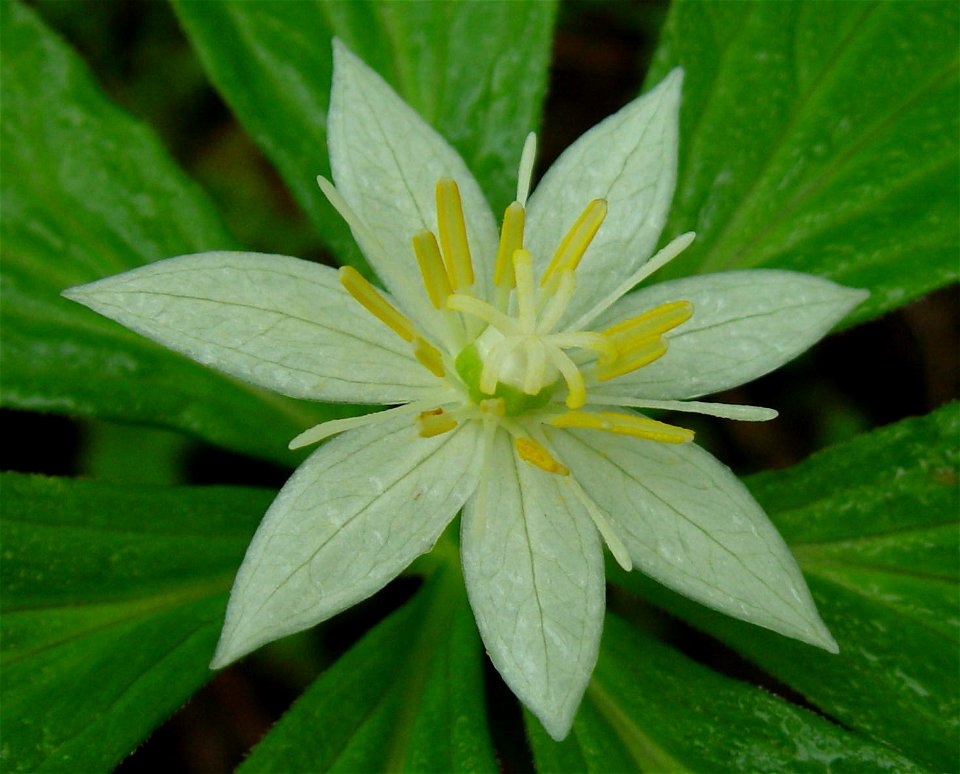 Paris japonica (Kinugasa japonica) with 7 petals Liliaceae, taken in Mount Haku