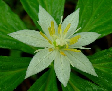 Paris japonica (Kinugasa japonica) with 7 petals Liliaceae, taken in Mount Haku