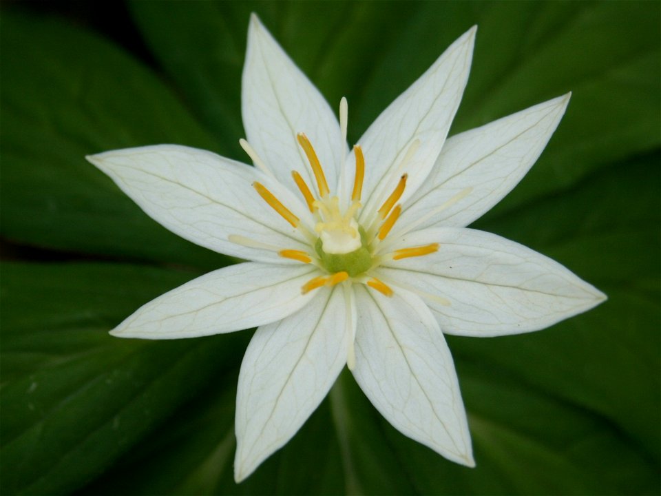 Paris japonica (Kinugasa japonica) with 8 petals Liliaceae, taken in Mount Haku